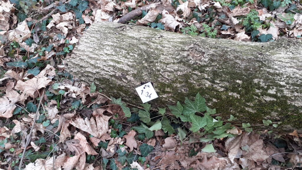 Fällungen im Landschafsschutzgebiet Küniglberg