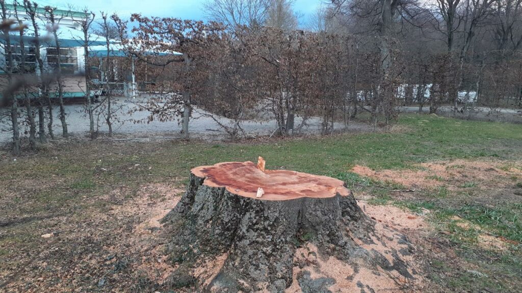 Fällung von alter Buche in Schönbrunn