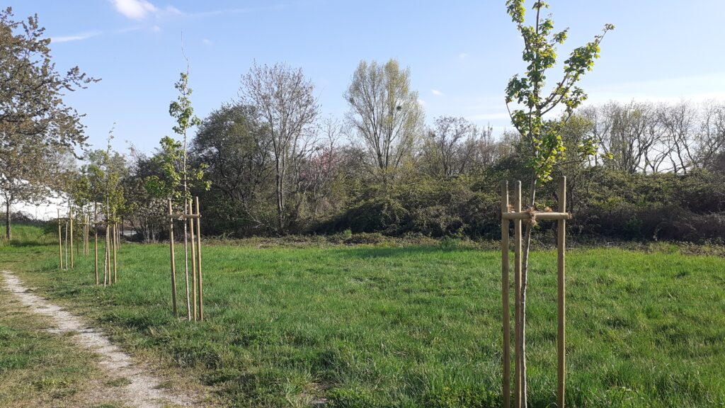 Jungbaume am Wienerberg