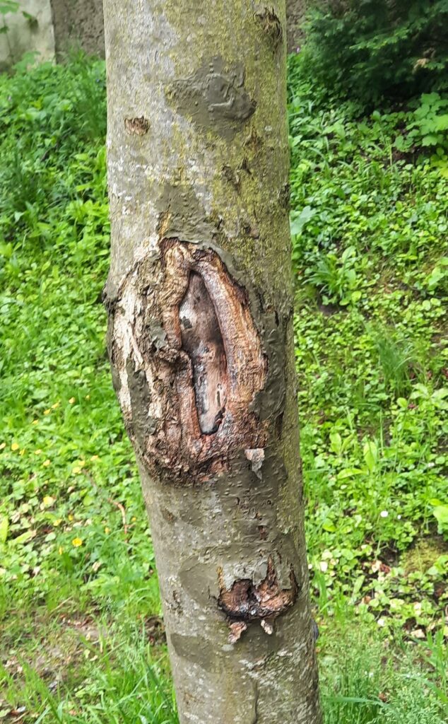Schwerer Stammschaden