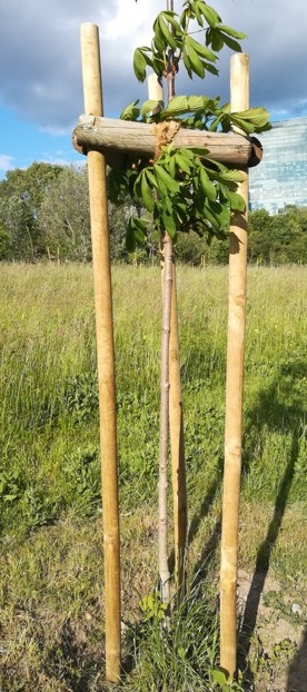 Jungbaueme am Wienerberg