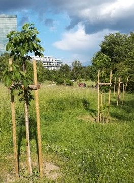 Jungbaueme am Wienerberg